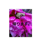 素敵な写真と日常言葉（個別スタンプ：1）