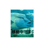 素敵な写真と日常言葉（個別スタンプ：3）
