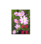 素敵な写真と日常言葉（個別スタンプ：9）