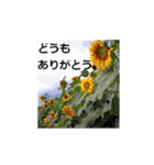 素敵な写真と日常言葉（個別スタンプ：11）