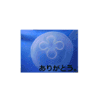 素敵な写真と日常言葉（個別スタンプ：13）