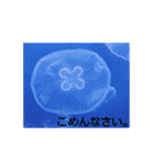 素敵な写真と日常言葉（個別スタンプ：14）