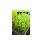 素敵な写真と日常言葉（個別スタンプ：21）