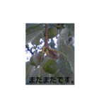 素敵な写真と日常言葉（個別スタンプ：22）