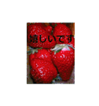 素敵な写真と日常言葉（個別スタンプ：25）