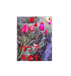 素敵な写真と日常言葉（個別スタンプ：27）