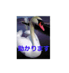 素敵な写真と日常言葉（個別スタンプ：32）