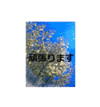 素敵な写真と日常言葉（個別スタンプ：40）