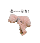 poodle yakult（個別スタンプ：1）
