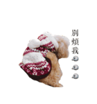 poodle yakult（個別スタンプ：2）