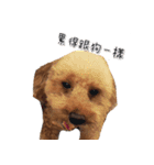 poodle yakult（個別スタンプ：3）