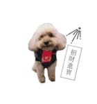 poodle yakult（個別スタンプ：4）