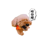 poodle yakult（個別スタンプ：5）