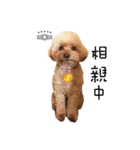 poodle yakult（個別スタンプ：6）