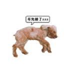 poodle yakult（個別スタンプ：7）