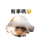 poodle yakult（個別スタンプ：8）