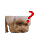 poodle yakult（個別スタンプ：9）
