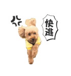poodle yakult（個別スタンプ：10）