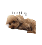 poodle yakult（個別スタンプ：12）