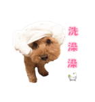 poodle yakult（個別スタンプ：14）