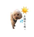 poodle yakult（個別スタンプ：15）