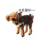 poodle yakult（個別スタンプ：16）