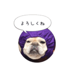 フレブルわさびのつぶやき（個別スタンプ：4）