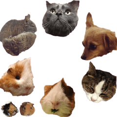 [LINEスタンプ] モルモットとデグーと犬と猫