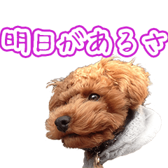 [LINEスタンプ] MR様の愛犬のスタンプ