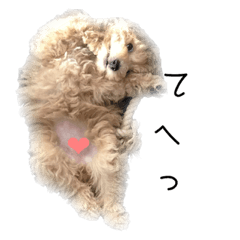 [LINEスタンプ] トイプードル ココ❤︎