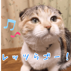 [LINEスタンプ] 三毛猫MOMOちゃん Vol.5