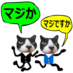 [LINEスタンプ] 日本猫の銀ちゃん 写真バージョン8