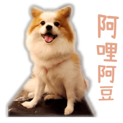 [LINEスタンプ] Papillon＆ Pomeranian MiuMiu Missy