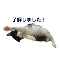 [LINEスタンプ] 子猫メルのゆる敬語