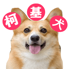 [LINEスタンプ] Corgi Dog stickersの画像（メイン）