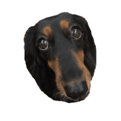 [LINEスタンプ] Black Dachshund "Pinky"