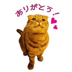 [LINEスタンプ] Funny Cats vol.1