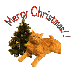 [LINEスタンプ] Funny Cats vol.2