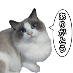 [LINEスタンプ] 愛すべき猫 その名は大福さんの画像（メイン）