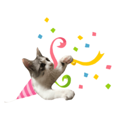 [LINEスタンプ] 癒し猫**実写** 応援＋祝Ver