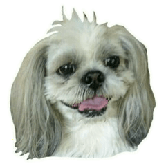 [LINEスタンプ] [Live action] Funny cute Shih-Tzu dog