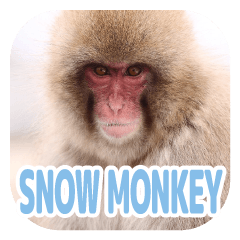 [LINEスタンプ] スノーモンキー(SNOW MONKEY)