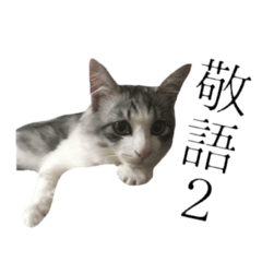 [LINEスタンプ] 癒し猫**実写**敬語Ver2