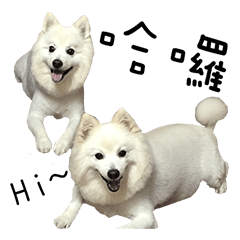 [LINEスタンプ] Japanese Spitz - Dota＆Niuniu's life