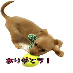 [LINEスタンプ] My pretty pet1