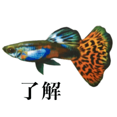 [LINEスタンプ] 使いやすい熱帯魚と淡水魚