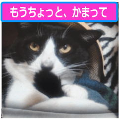[LINEスタンプ] 日本猫の銀ちゃん 写真バージョン9