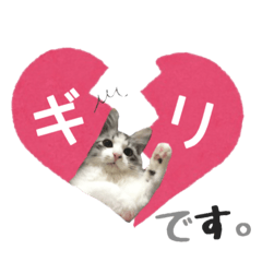 癒しの猫スタンプ**実写版**LOVE Ver