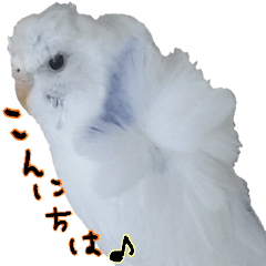 [LINEスタンプ] リアル羽衣セキセイインコの日常