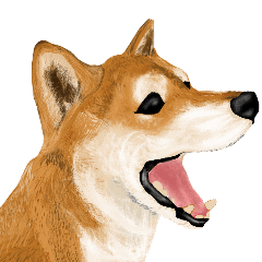 [LINEスタンプ] 王道の犬！柴犬